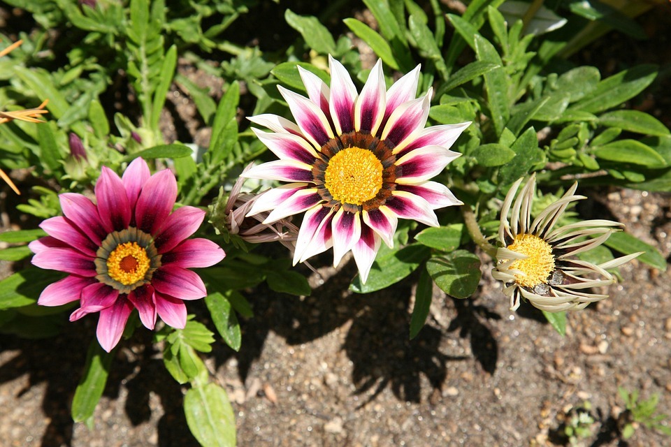 Free photo: Let Honiara - Free Image on Pixabay - 1411627 Free photo: Let Honiara - Free Image on Pixabay - 1411627